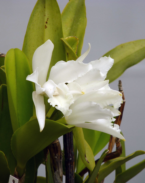 Cattleya intermedia var. alba ('Plema' x 'Hoyts') species orchid