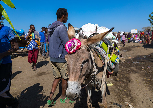 Donkey decorated with a plastic flower in the market, Afar region, Assaita, Ethiopia