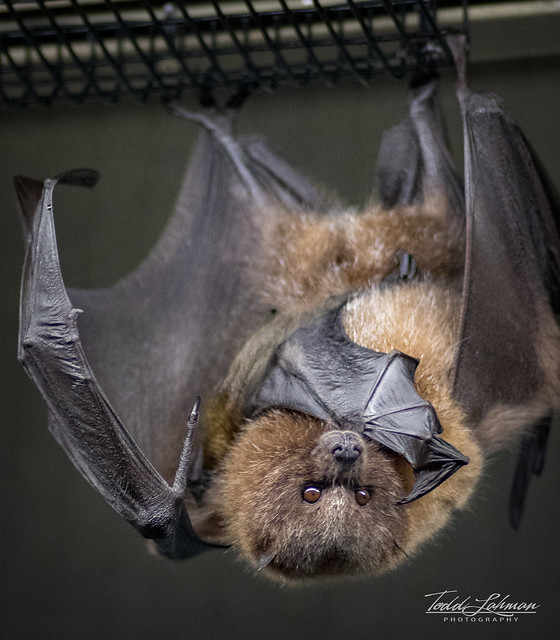 Baby Rodrigues Fruit Bat