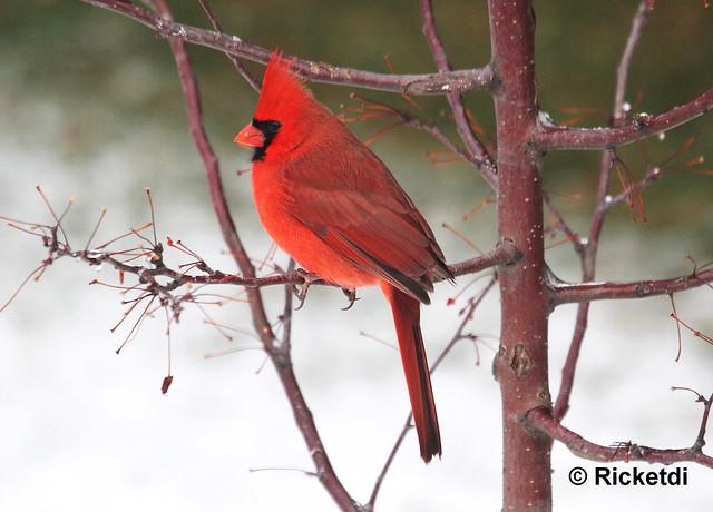 cardinal rouge- northern cardinal ( Richard)
