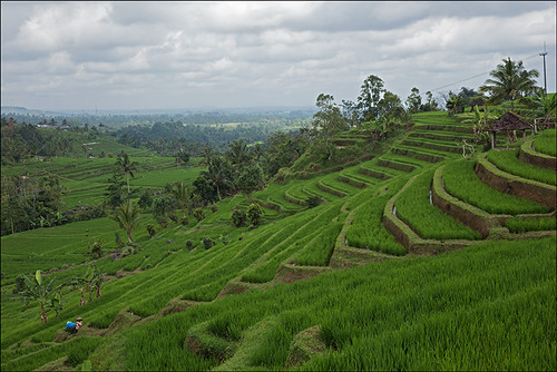 camp bali indonesia countryside risk rice unesco explore campagna liviacomandini
