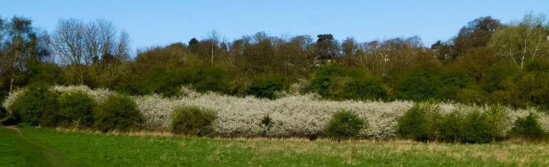 Blackthorn hedge, flowering, Barley Field
