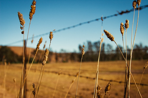 ranch fence golden wire farm wheat rustic victoria alexandra shallowdof canonef24105mmf4lisusm