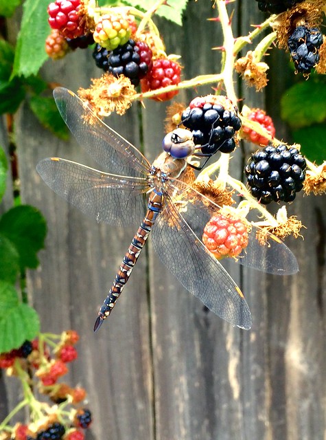 Summertime Dragonfly