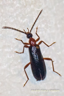Fire-colored Beetle (Dendroides canadensis)