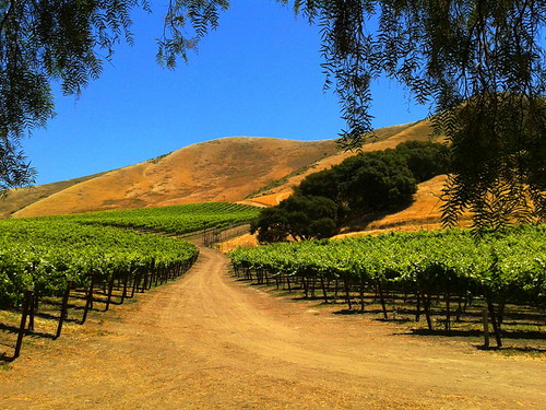 Path through Vineyard | by tubeydude