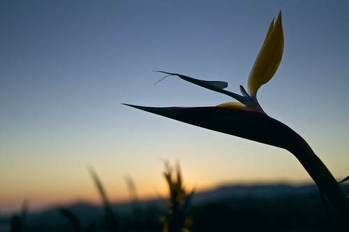 california sunset birdofparadise jpaulgettymuseum thegettycenter sel2418za sonynex6
