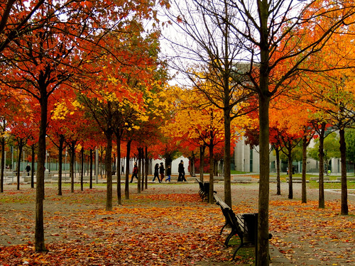 autumn trees leaves herbst blätter bäume