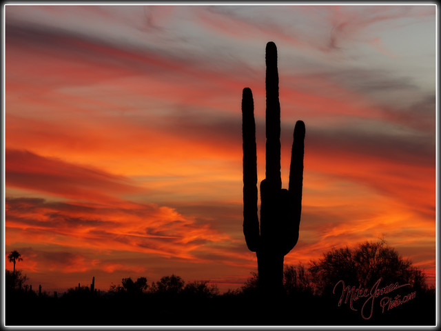 Another Saguaro Sunset