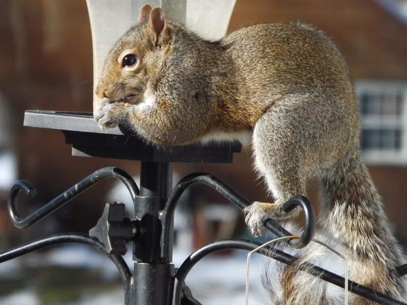 Squirrels are always looking for an easy meal.