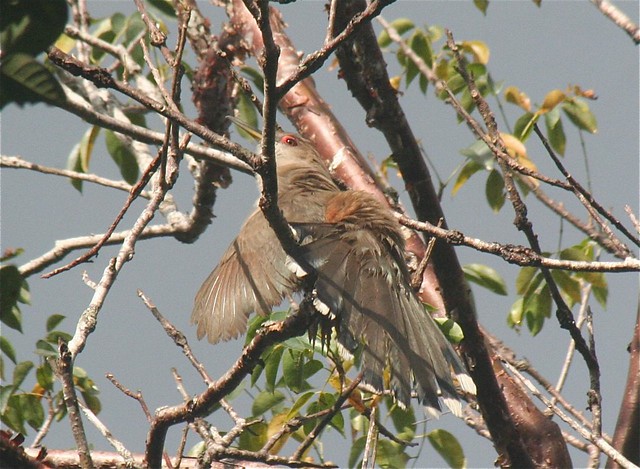 Puerto Rican Lizard-Cuckoo (Coccyzus vieilloti)