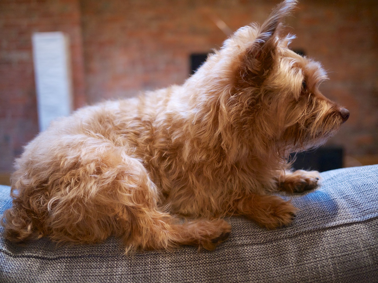 Just-Bathed Sam
