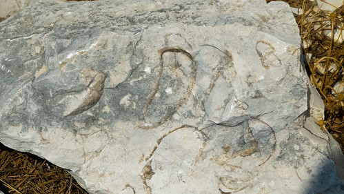 Fossil shells