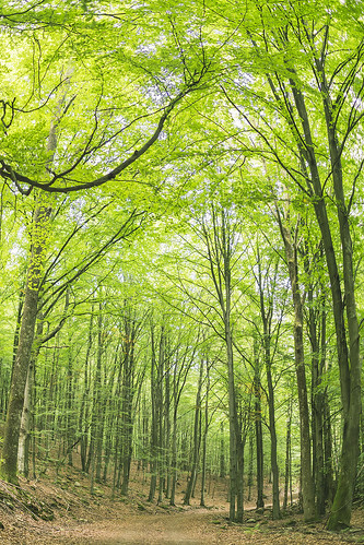 park trees nature nationalpark woods forrest path trail deciduous leafs biology söderåsen söderåsensnationalpark