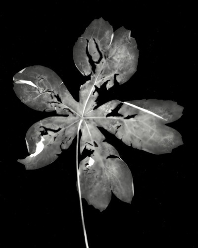 Mackow_photogram-Mayapple | by alexandra20231