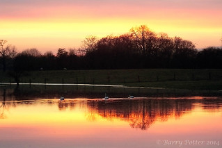 Swans on the floodwater at sunset