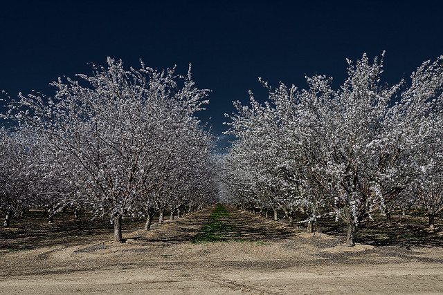 almond blossoms. marysville, ca. 2014.