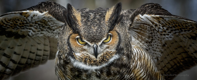 Great Horned Owl / Grand-duc d'Amérique / Bubo virginianus