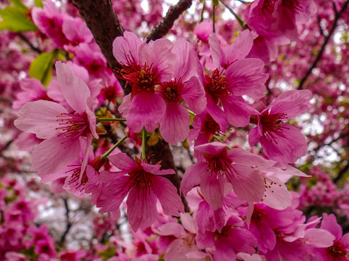 Cherry Blossoms, Tokyo, Japan