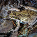 Flickr photo 'Pacific Chorus Frog (Pseudacris regilla) - dorsal markings visible' by: DaveHuth.