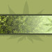 Drug Wallpaper Best Green Marijuana With Shakespear Quote High