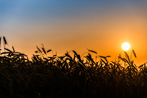 sunset sun landscape corn warm landschaft