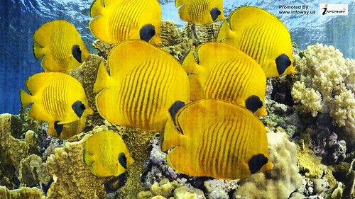Fish butterfly sea ocean diving coral fish | by allen_smith35