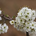 Flickr photo 'Prunus spinosa MJB409 D118' by: Sarah Gregg Lynkos.