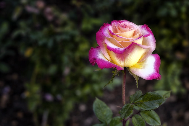 Beautiful Rose in the Garden - D800-111413-ModDSC_1333_12059