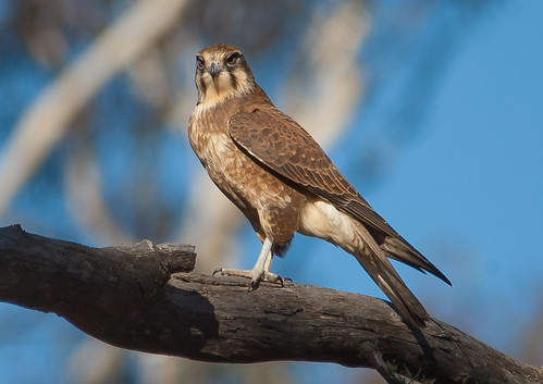 brown falcon (Falco berigora)-3729 | by rawshorty