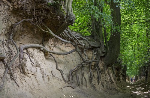 travel trees nature landscape outdoor sony roots poland gorge kazimierz nex