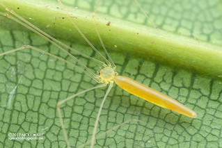 Daddy-long-legs spider (Calapnita sp. or Nipisa sp.) - DSC_0969