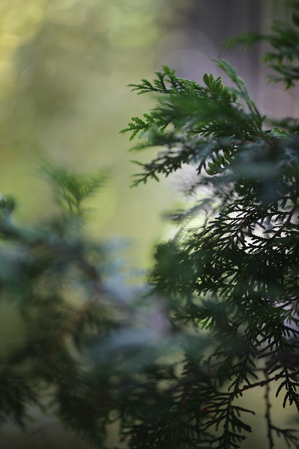 Plants, lens blur.