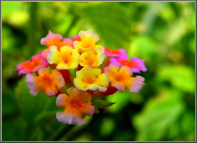 Small colourful flowers