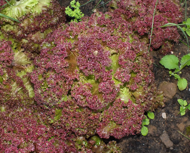 Lolla rossa lettuce (Lactuca sativa var. crispa)