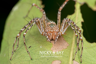 Lynx Spider (Hamadruas sp.) - DSC_5035