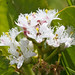 Flickr photo 'Menyanthes trifoliata GS100613-043' by: Sarah Gregg Lynkos.