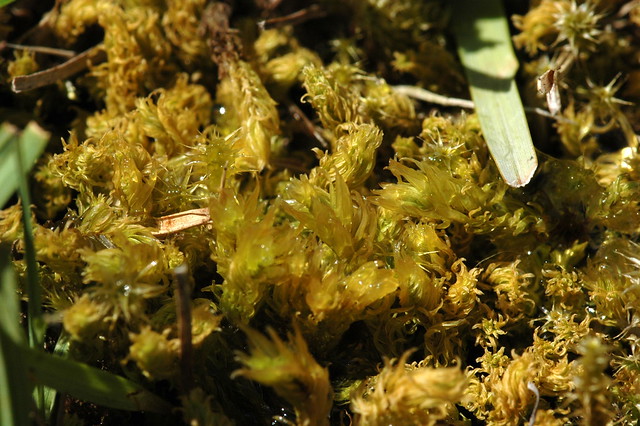 Aulacomnium palustre (Ribbed Bog Moss / Roodviltmos) & Rhytidiadelphus squarrosus (Springy turf-moss / Gewoon haakmos)