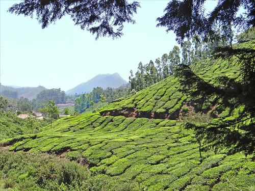 india tea kerala inde munnar thé dalbera plantationdethé cueilletteduthé tatateamunnar