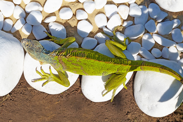 The green iguana sitting on the white stones. View from above. Abstract natural background.