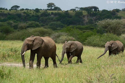 tanzania elephantfamily tarengirenationalpark nikond4s