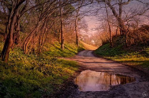 path way track trees forest light sky sunset water wet