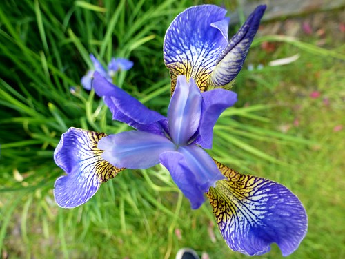 Blue Iris (19/06/2013)