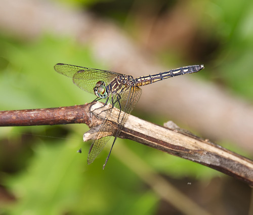 virginia suffolk flickr unitedstates insects va greatdismalswamp dragonfliesanisoptera skimmerslibellulidae gdsbfc13