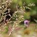 Flickr photo 'Creeping Bent, Agrostis stolonifera' by: Jamie McMillan.