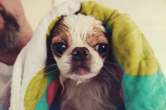 112/180 - Someone Got A Bath Today and Hated It...