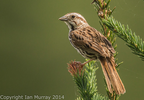 sparrow songsparrow