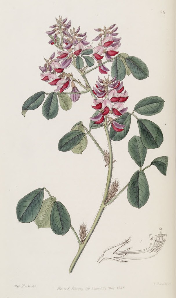 Oxyramphis macrostyla | Edwards’s Botanical Register, vol.32… | Flickr