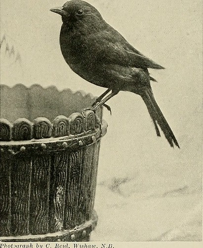 Paternoster