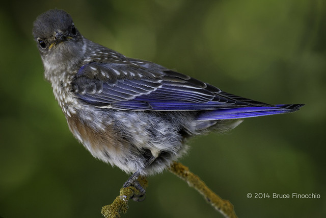 Inquiring Look From A Young Male Western Bluebird
